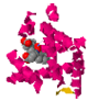oxymyoglobin