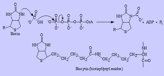 Epsilon Amino Group