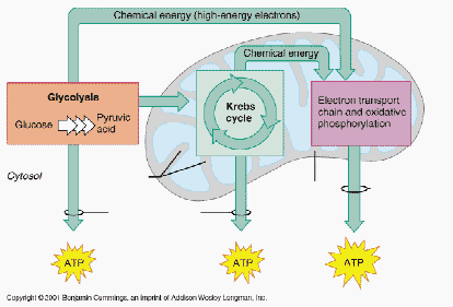 aerobic metabolism definition medical made  TCA Cycle  MedPrepOnline simple