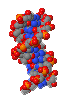 B-DNA