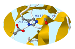 chymotrypsin triad