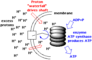 mechanism