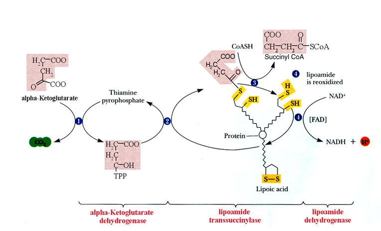Image result for a ketoglutarate dehydrogenase