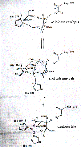 Generic Condensation Rxn Figure1
