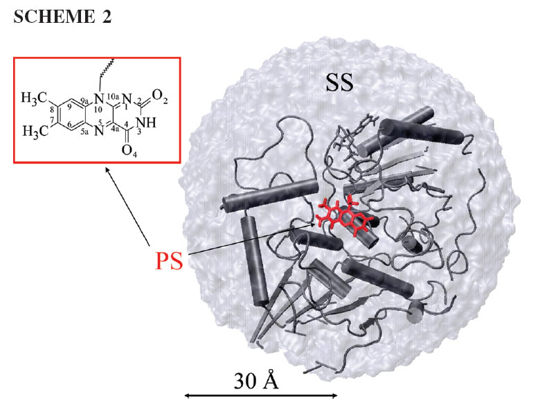 QM-MM description
