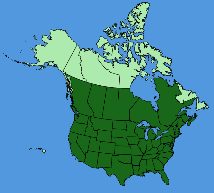 map-usc-Abutilon-theophrasti.JPG