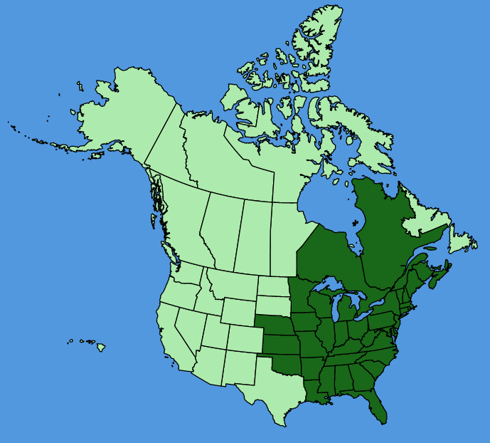 map-usc-Actaea-pachypoda.JPG