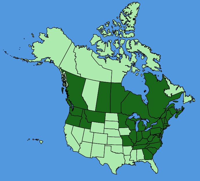 map-usc-Aegopodium-podagraria.JPG