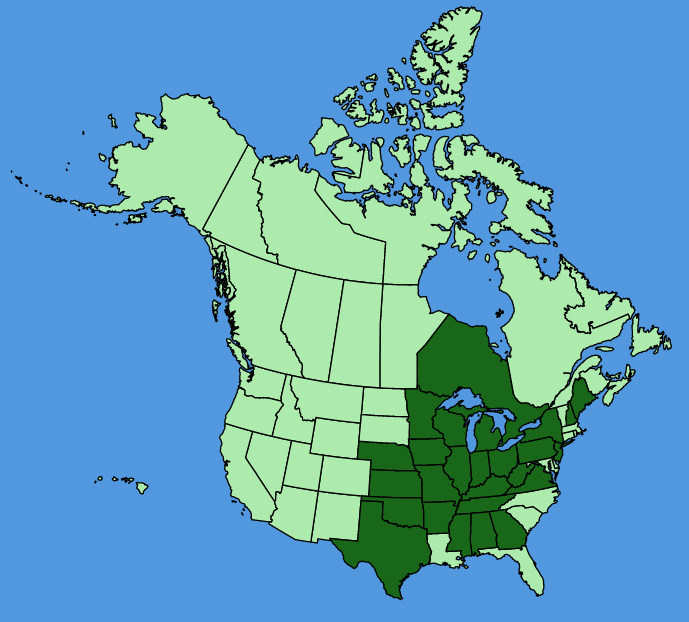 map-usc-Aesculus-glabra.JPG