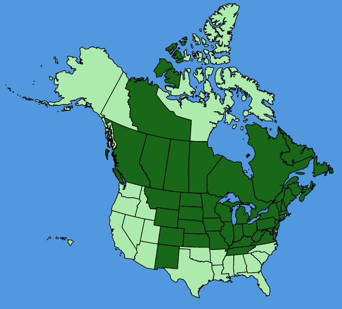 map-usc-Anemonastrum-canadensis.JPG