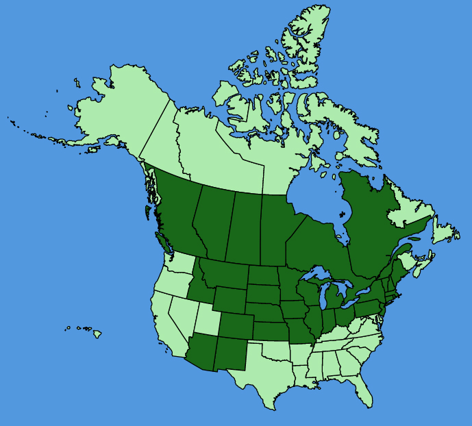 map-usc-Anemone-cylindrica.JPG