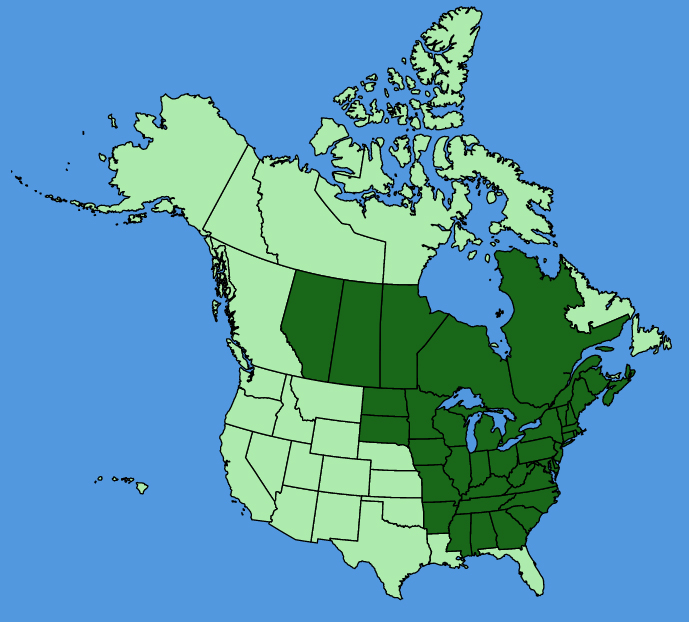 map-usc-Anemone-quinquefolia.JPG