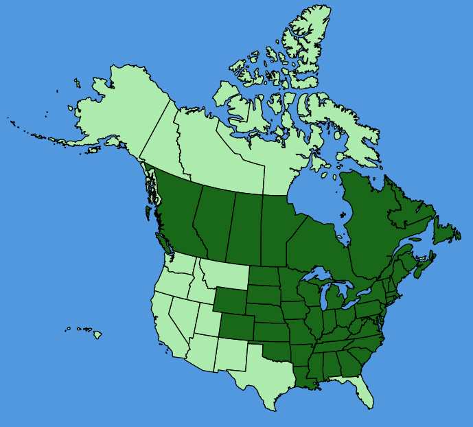 map-usc-Anemone-virginiana.JPG