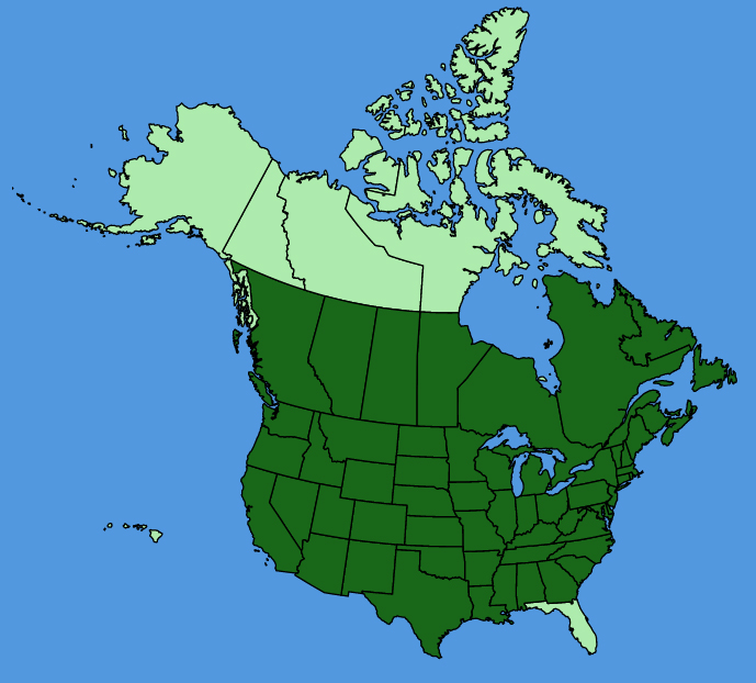 map-usc-Arctium-minus.JPG