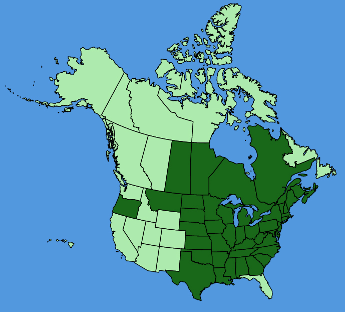map-usc-Asclepias-syriaca.JPG