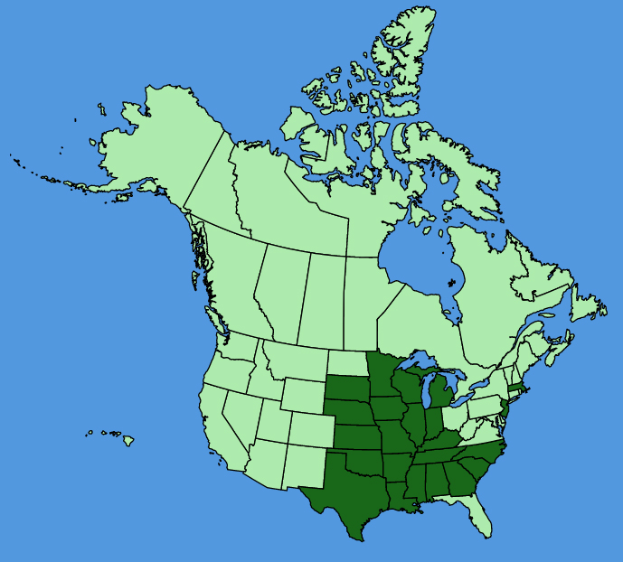 map-usc-Baptisia-bracteata.JPG