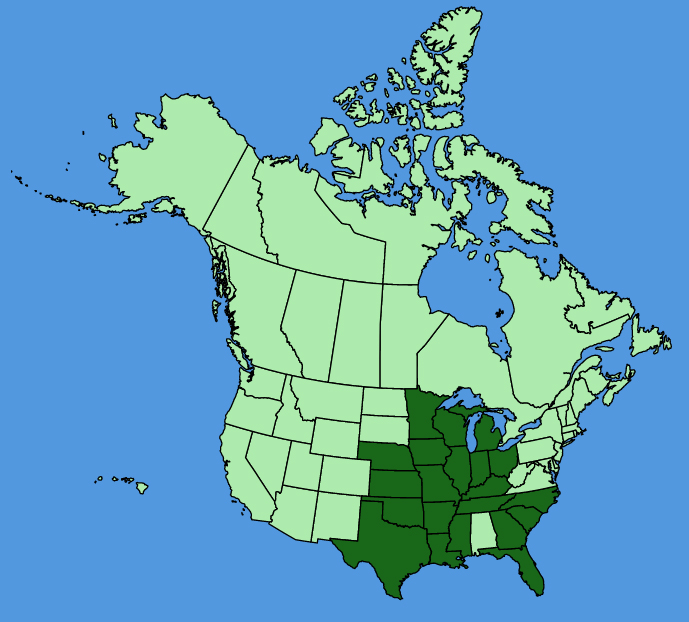 map-usc-Baptisia-lactea.JPG