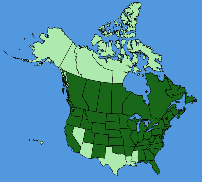 map-usc-Barbarea-vulgaris.JPG