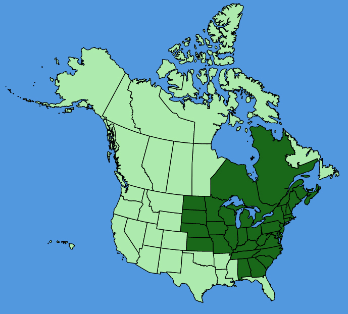 map-usc-Bidens-connata.JPG