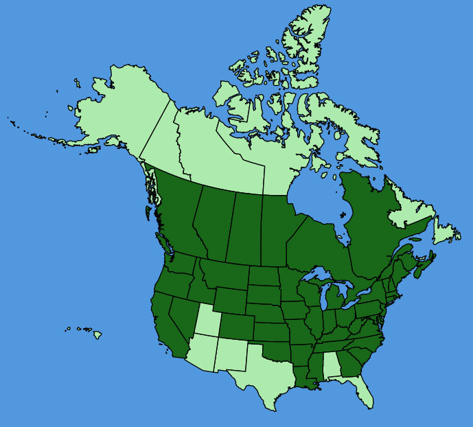 map-usc-Bidens-vulgata.JPG