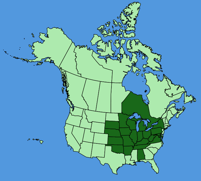 map-usc-Borodinia-dentata.JPG