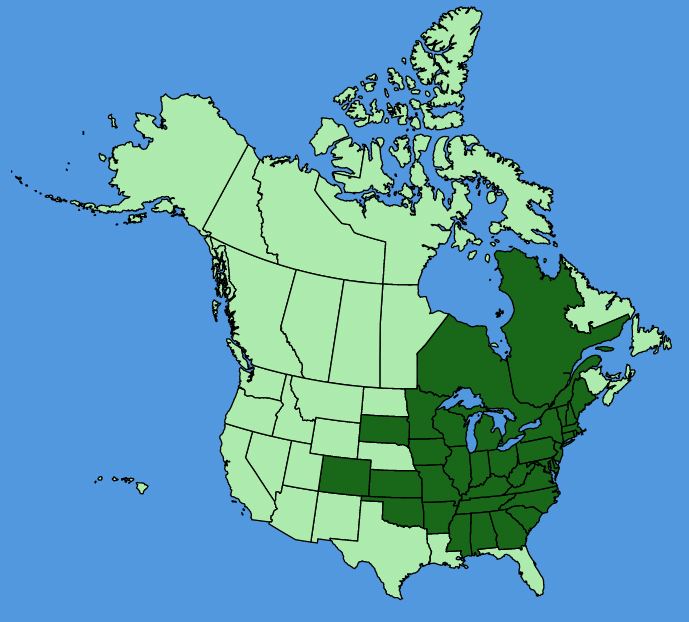 map-usc-Borodinia-laevigata.JPG