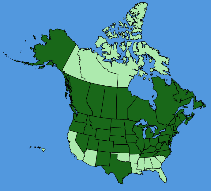 map-usc-Campanula-rapunculoides.JPG