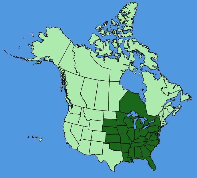map-usc-Campanulastrum-americanum.JPG