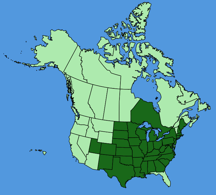 map-usc-Catalpa-speciosa.JPG