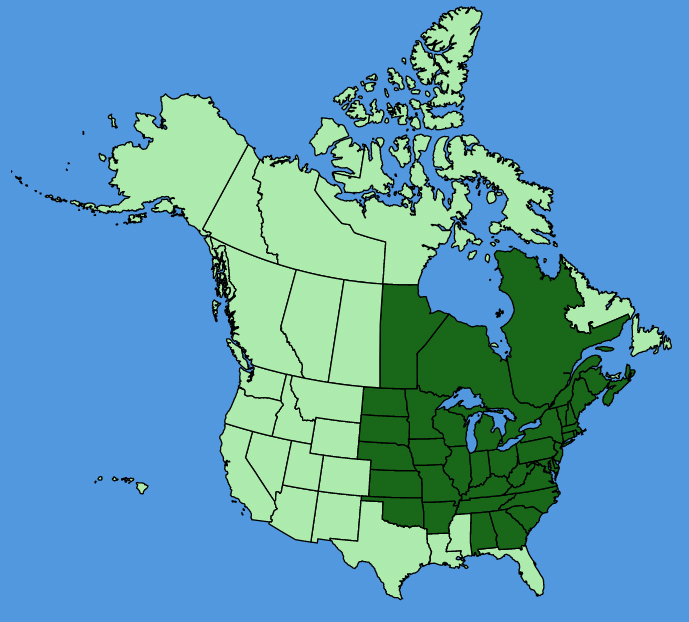 map-usc-Caulophyllum-thalictroides.JPG