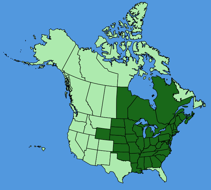 map-usc-Circaea-canadensis.JPG