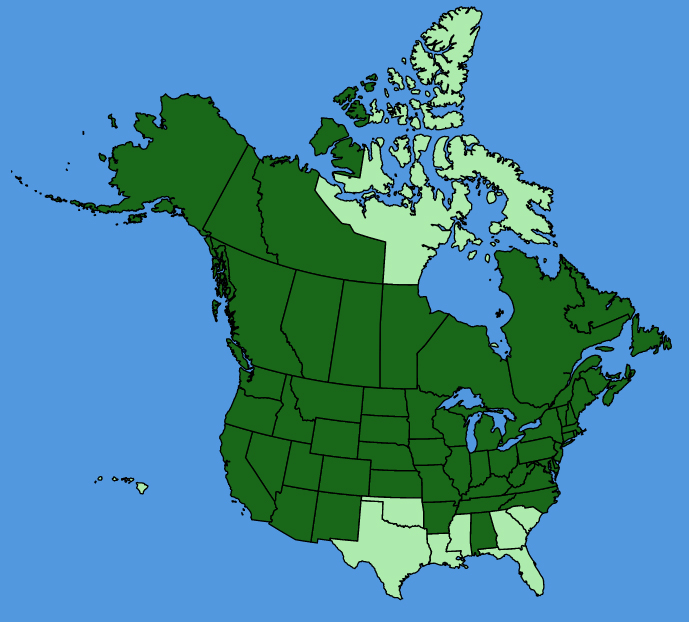 map-usc-Cirsium-arvense.JPG
