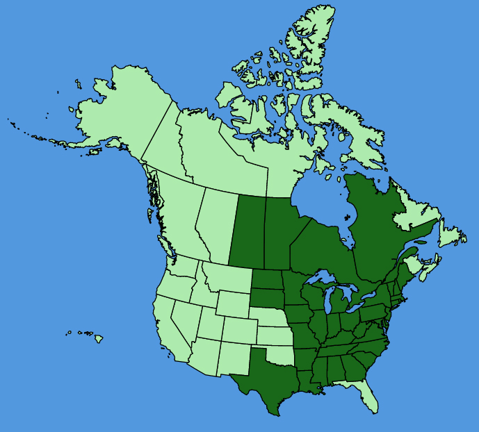 map-usc-Cirsium-discolor.JPG