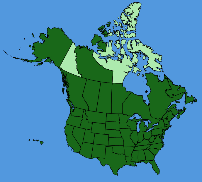 map-usc-Cirsium-vulgare.JPG