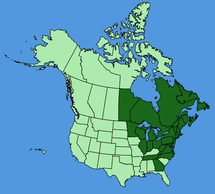 map-usc-Clintonia-borealis.JPG