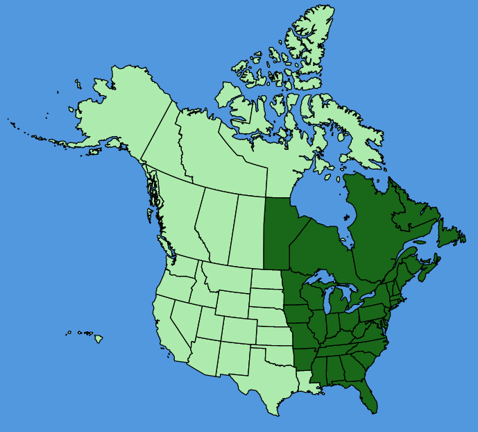 map-usc-Cornus-alternifolia.JPG