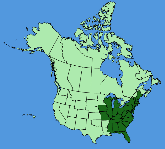 map-usc-Cornus-amomum.JPG