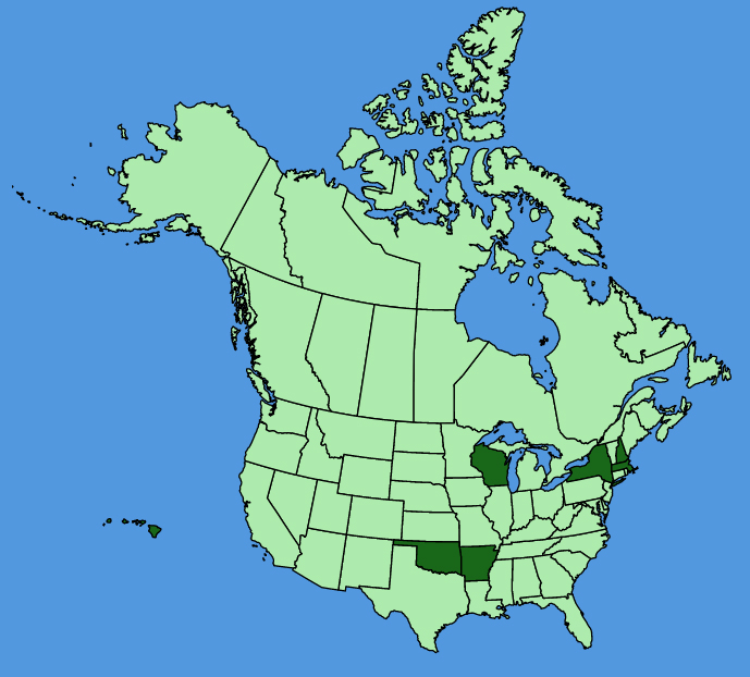 map-usc-Cynoglossum-amabile.JPG