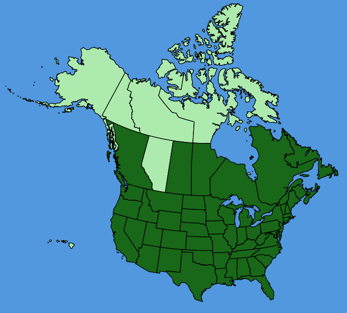 map-usc-Daucus-carota.JPG