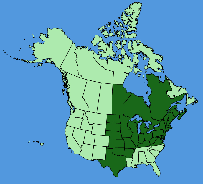 map-usc-Desmodium-canadense.JPG