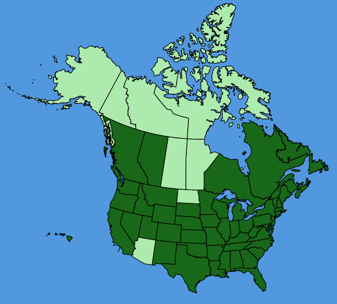 map-usc-Dianthus-armeria.JPG