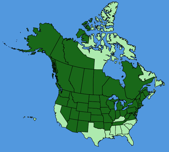 map-usc-Drymocallis-arguta.JPG
