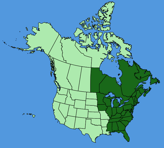 map-usc-Epigaea-repens.JPG