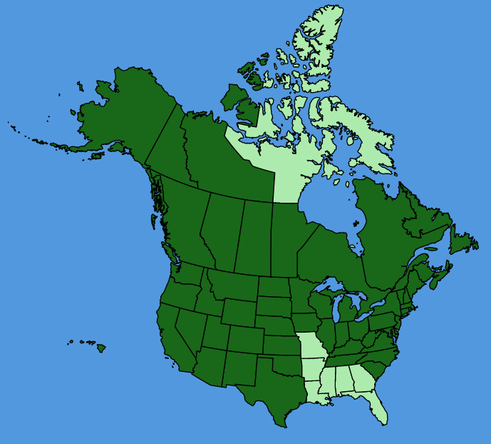 map-usc-Epilobium-ciliatum.JPG
