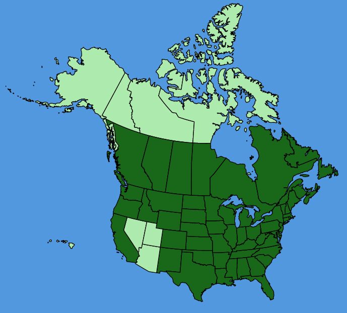 map-usc-Erigeron-strigosus.JPG