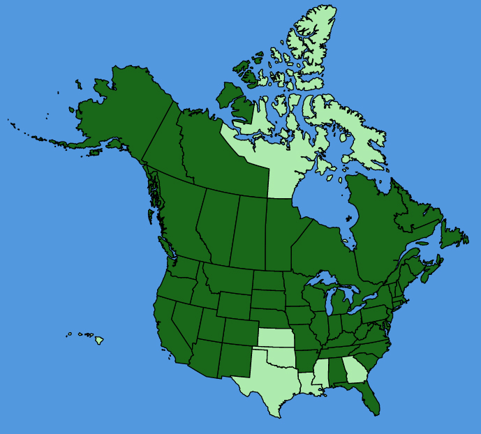 map-usc-Erysimum-cheiranthoides.JPG