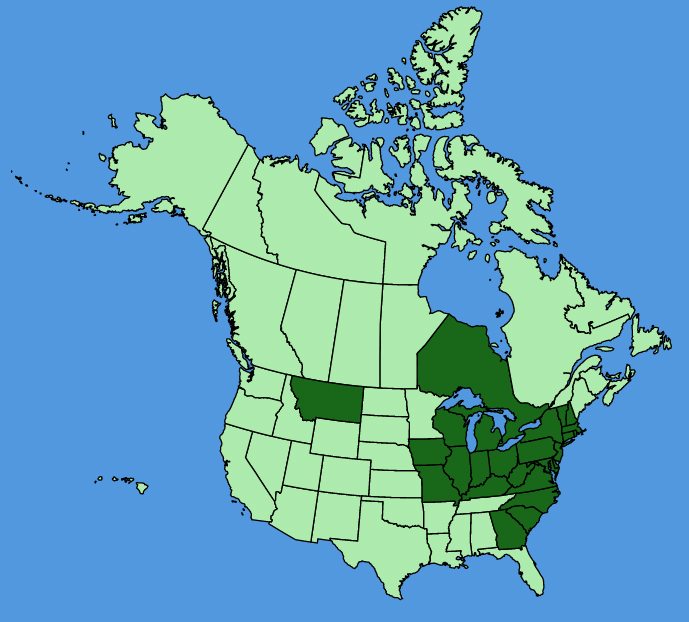 map-usc-Euonymus-alatus.JPG