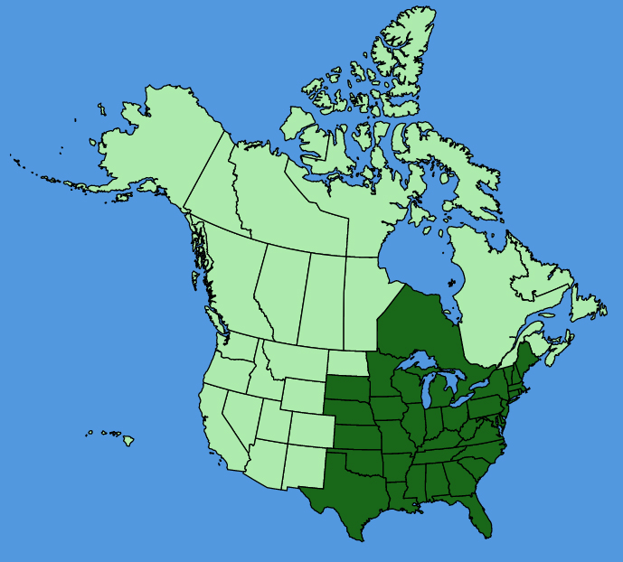 map-usc-Euphorbia-corollata.JPG