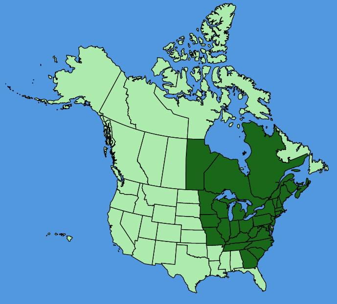 map-usc-Eurybia-macrophylla.JPG