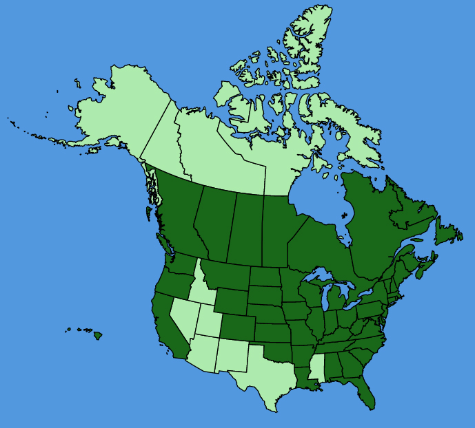 map-usc-Galinsoga-quadriradiata.JPG
